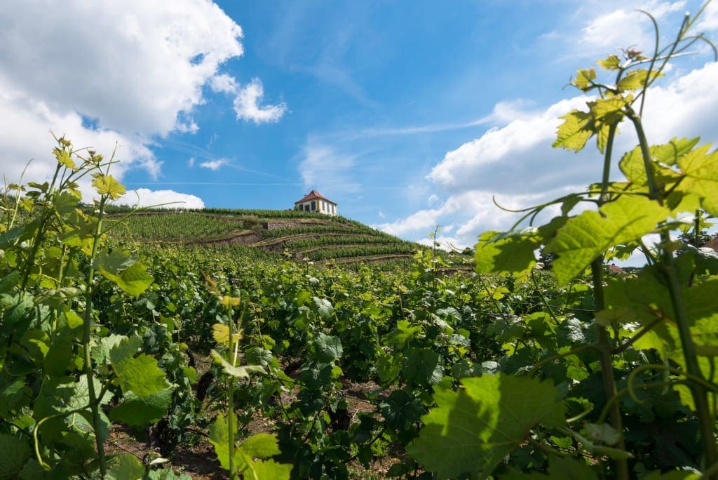 Saxony Wine trail