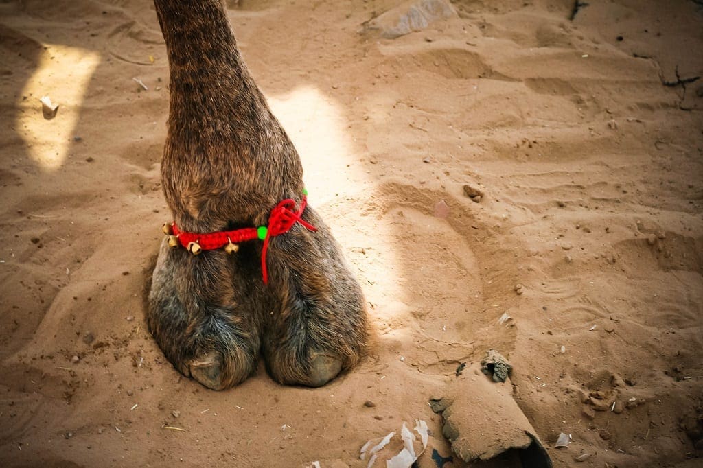 Pushkar Camel Fair