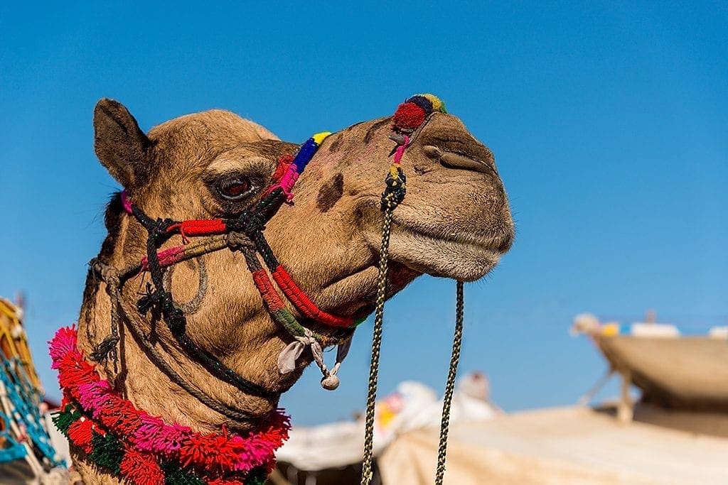 Pushkar Camel Fair