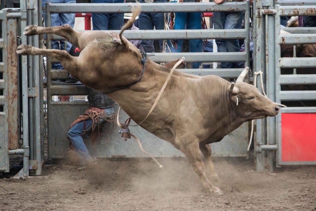 Professional Bull Riders World Finals