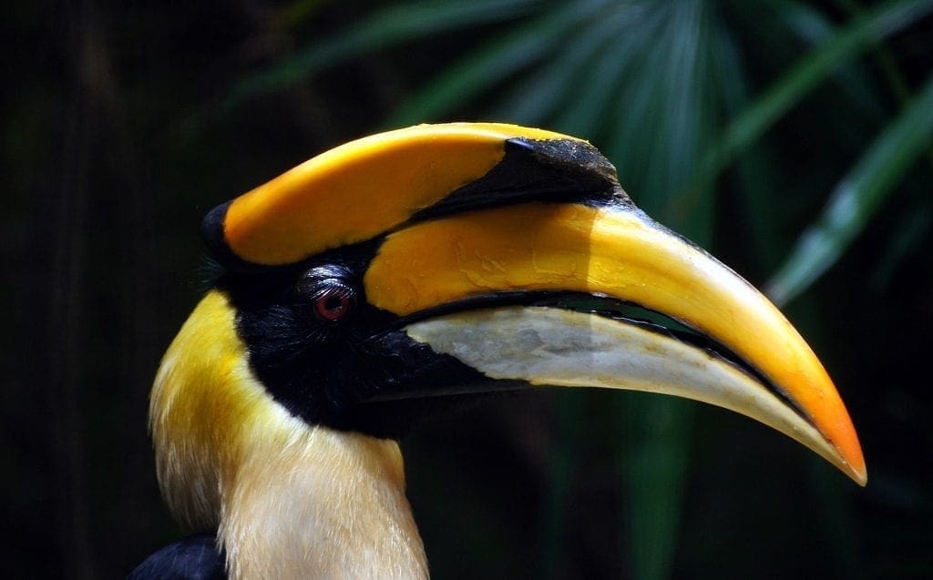 Hornbill Festival