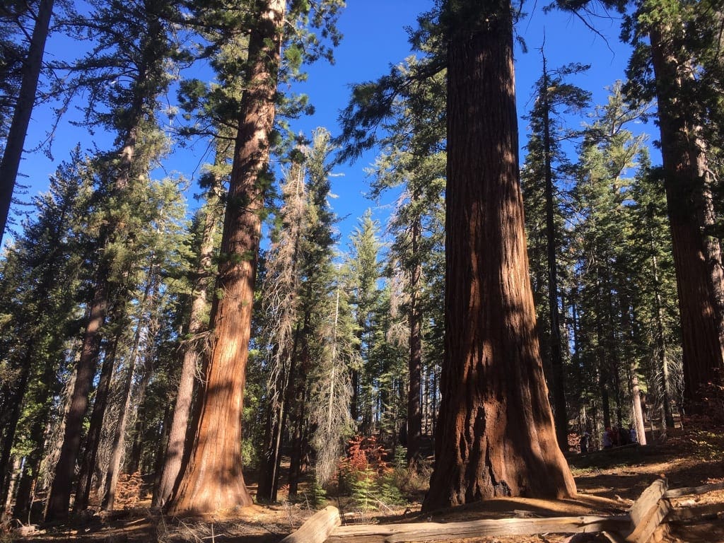 Yosemite Park Tuolumne County