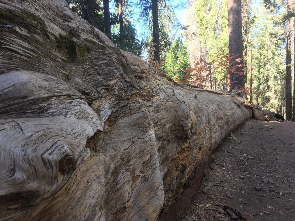 Yosemite Park Tuolumne County