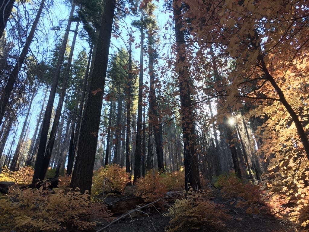 Yosemite Park Tuolumne County