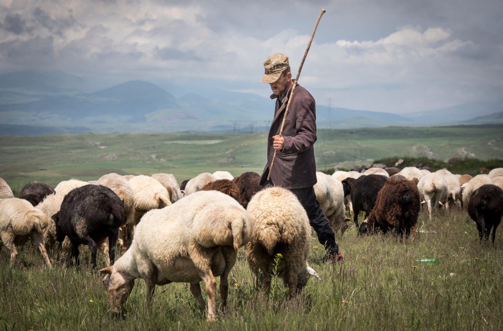 Sheep Shearing Festival