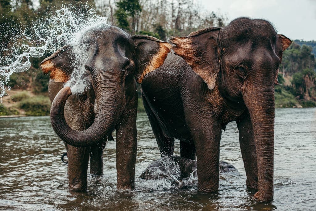 Walking with elephants at Mandalao, Laos