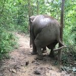 Walking with Elephants Mandalao