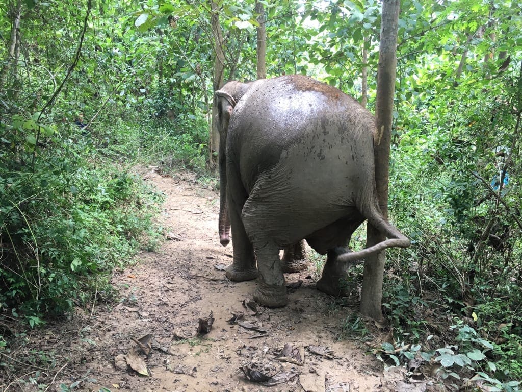 Walking with Elephants Mandalao