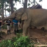 Walking with Elephants Mandalao