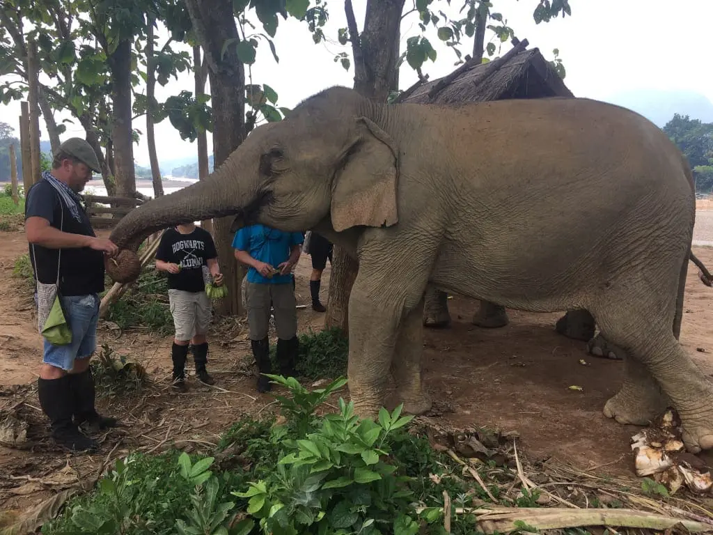 Walking with Elephants Mandalao