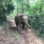 Walking with Elephants Mandalao