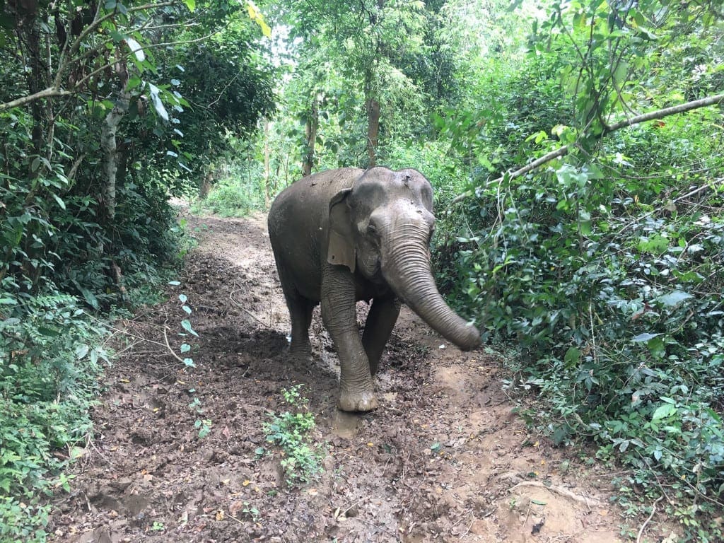 Walking with Elephants Mandalao