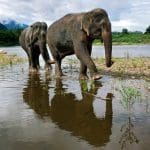 Walking with Elephants the Mandalao Way