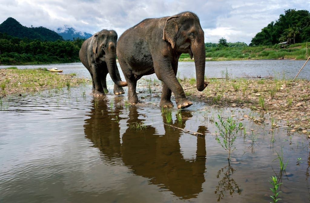 Walking with elephants at Mandalao, Laoso