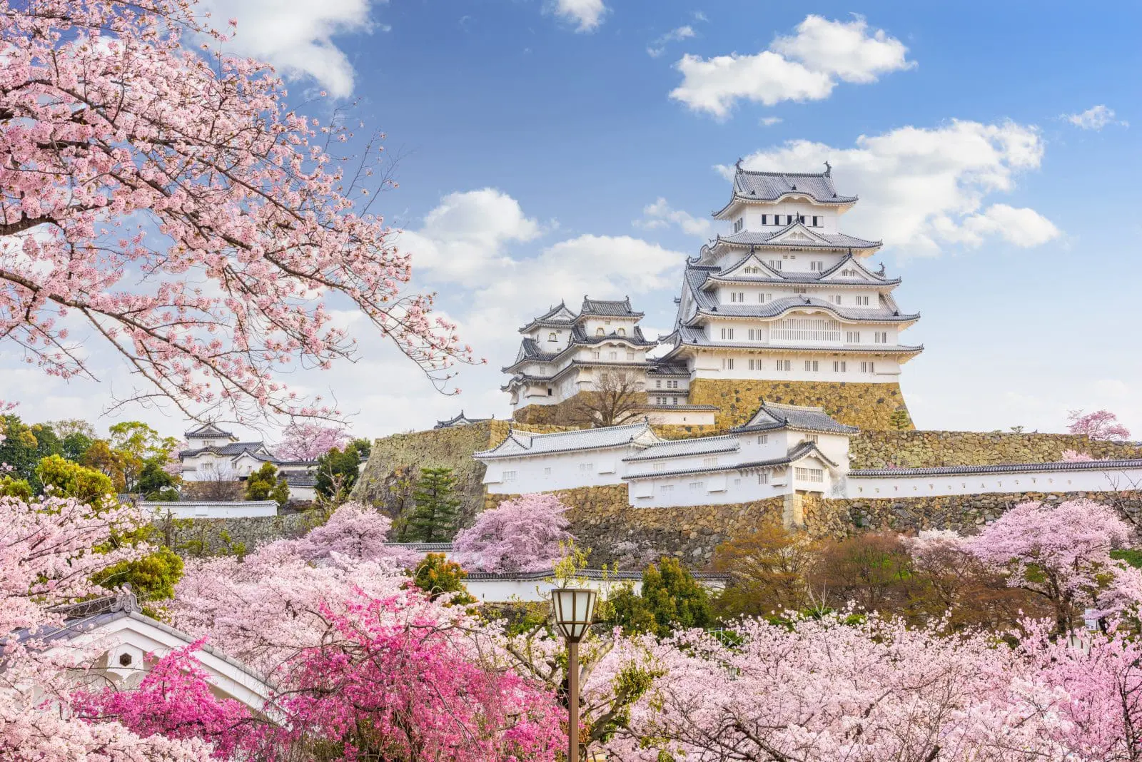Cherry Blossom Season Japan