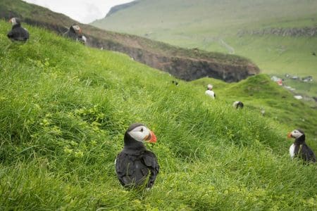 Faroe Islands Calls for Voluntourists