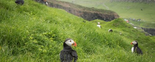 Faroe Islands Holiday