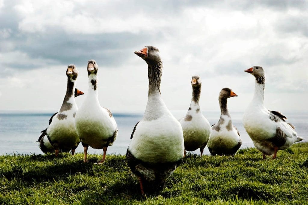 Faroe Islands Holiday Where to Go in July