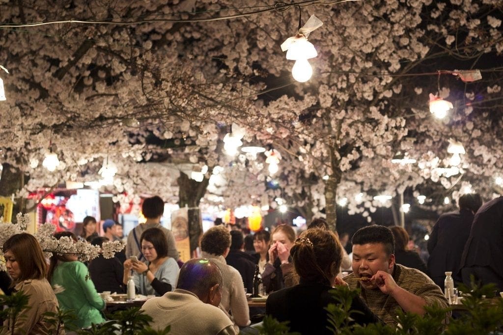 Sakura, Kyoto