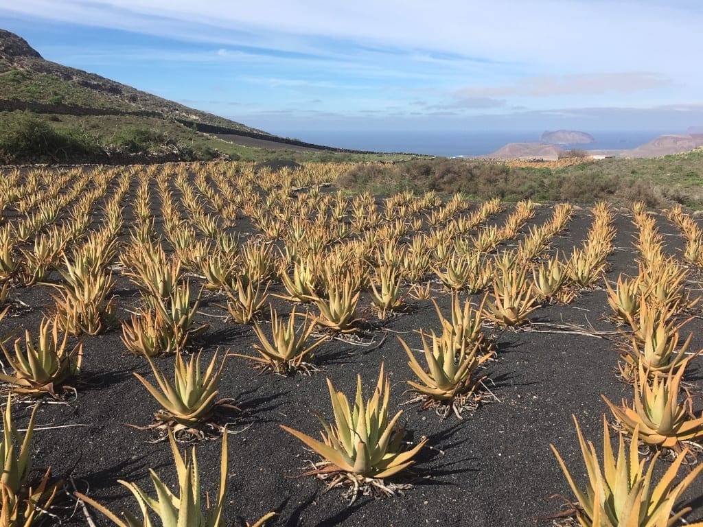 Walking in Lanzarote