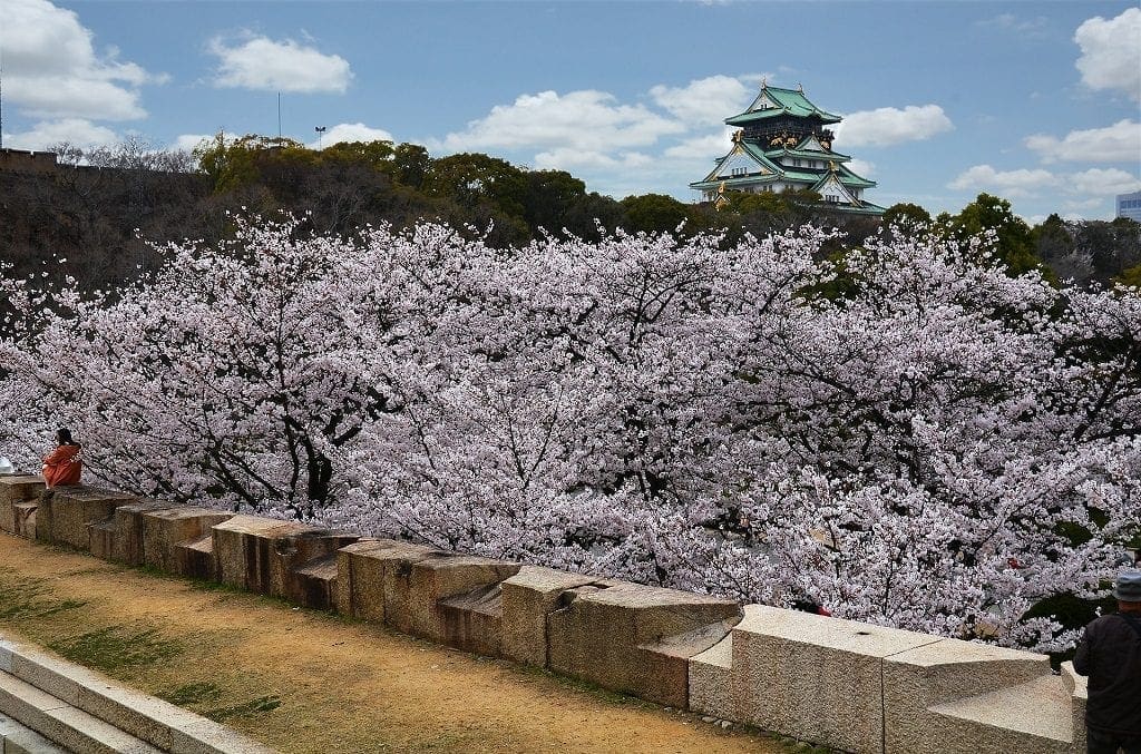 Sakura, Osaka