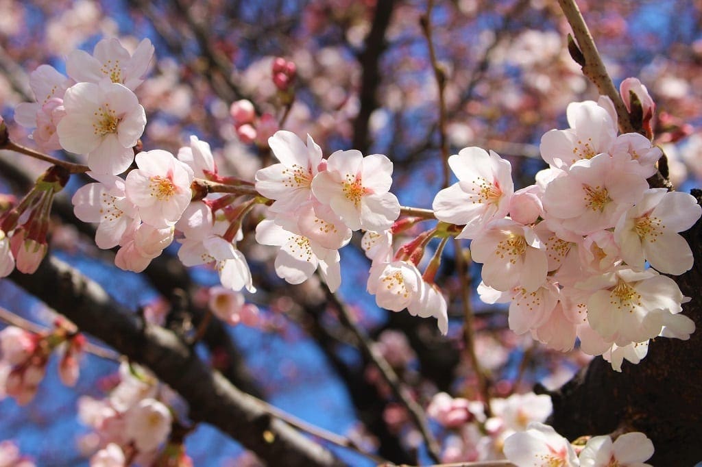 Japan Cherry Blossom