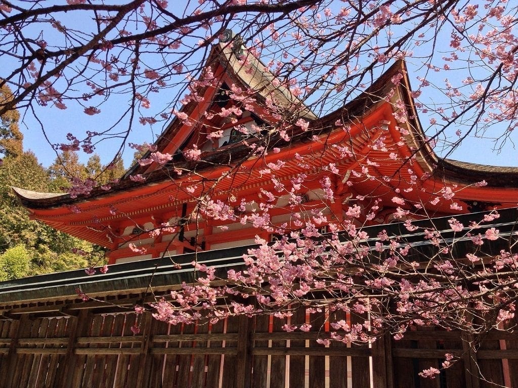 Sakura