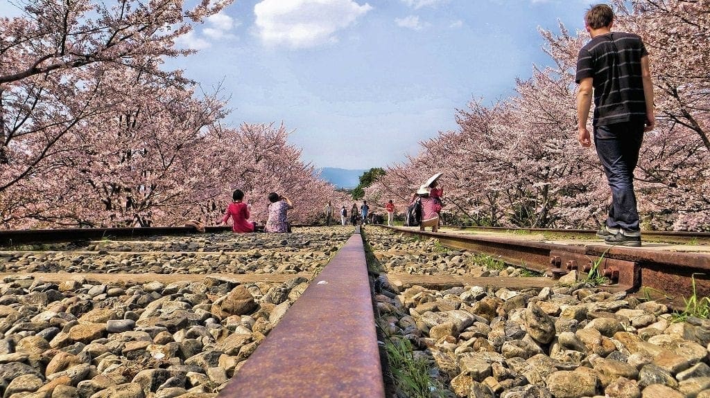 Cherry Blossom Japan