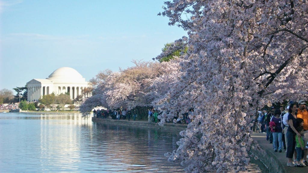 National Cherry Blossom Festival
