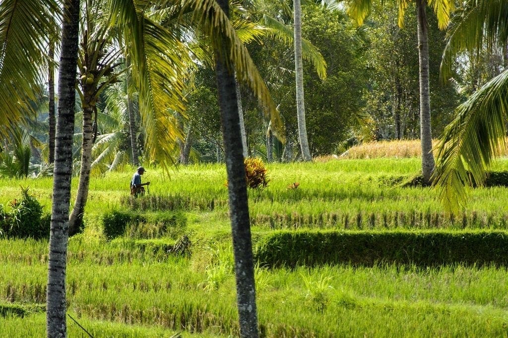 Ubud Bali