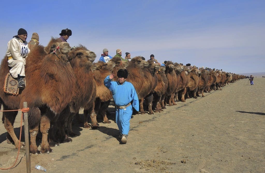 Camel Festival Mongolia where to go in march