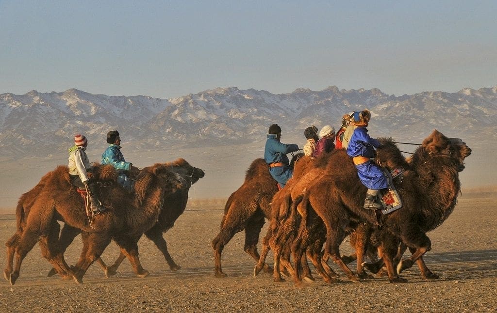 Camel Festival Mongolia