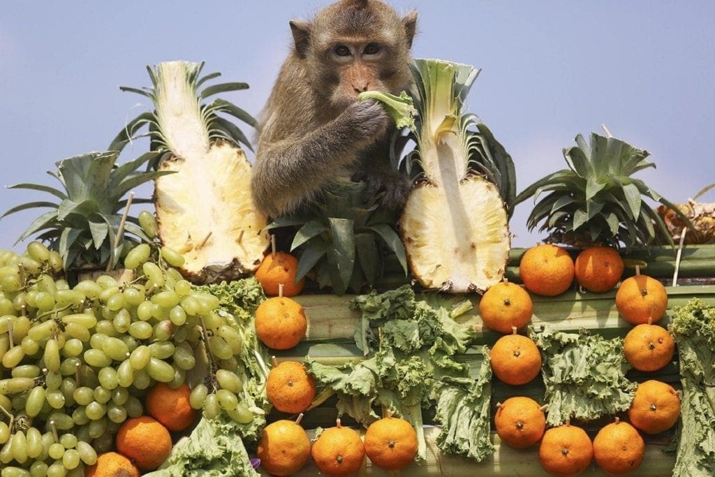 Thai Festivals - Monkey Buffet Festival