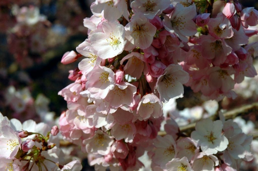 National Cherry Blossom Festival