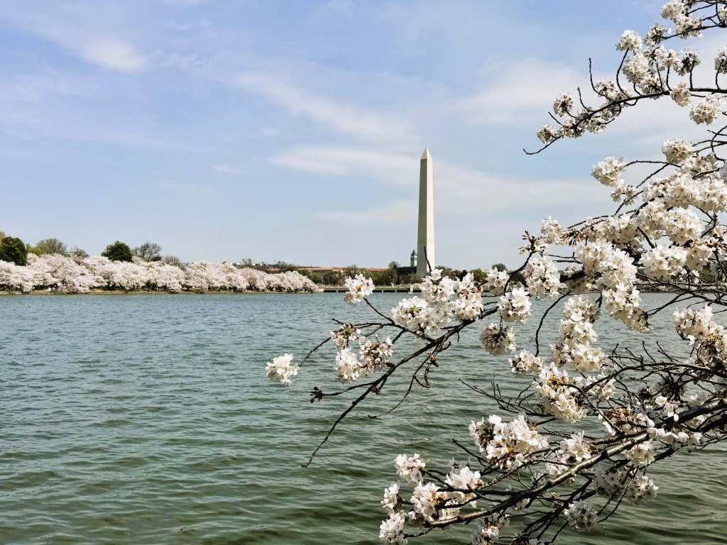 DC Cherry Blossoms