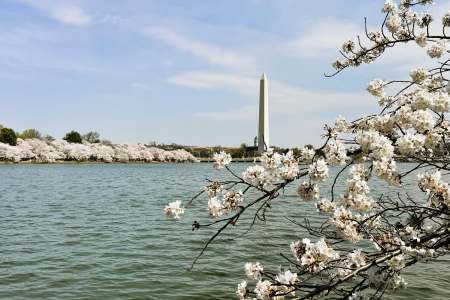 DC Cherry Blossoms Message for Our Time