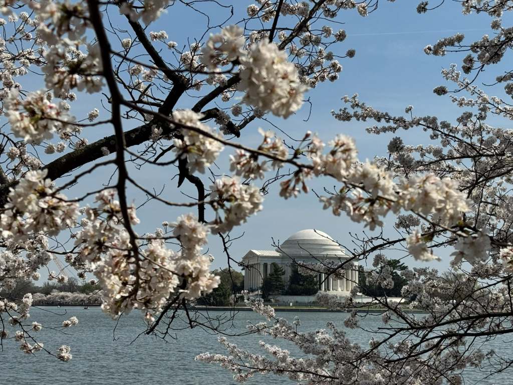 DC Cherry Blossoms