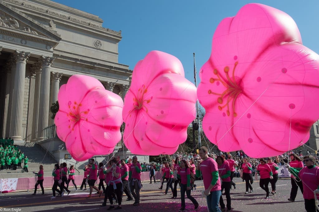 National Cherry Blossom Festival