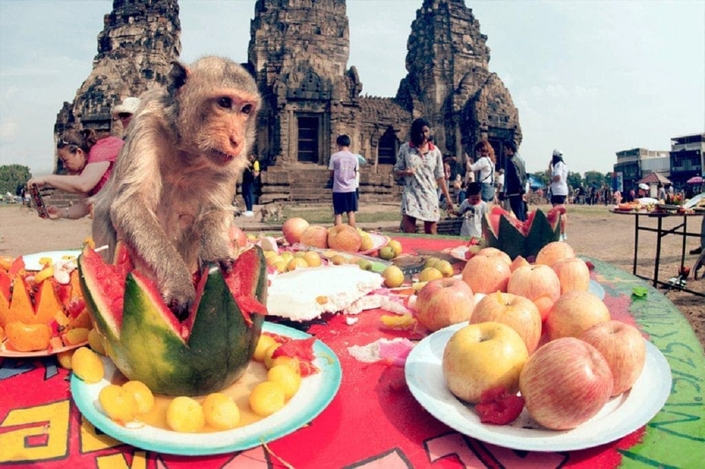 Monkey Buffet Festival, Lopburi, Thailand 2023 Travel Begins at 40