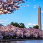 National Cherry Blossom Festival, Washington DC