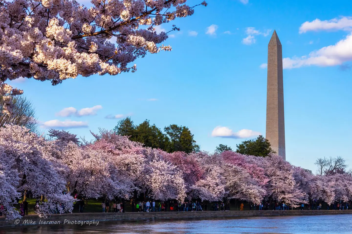 national cherry blossom