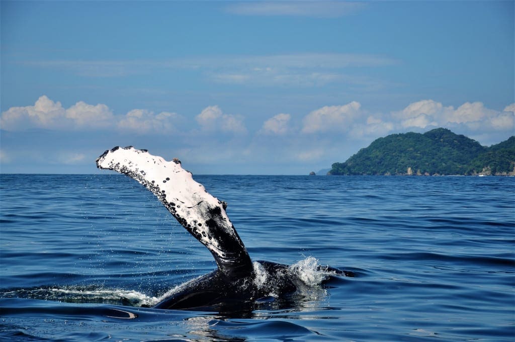 Whale Watching in Costa Rica