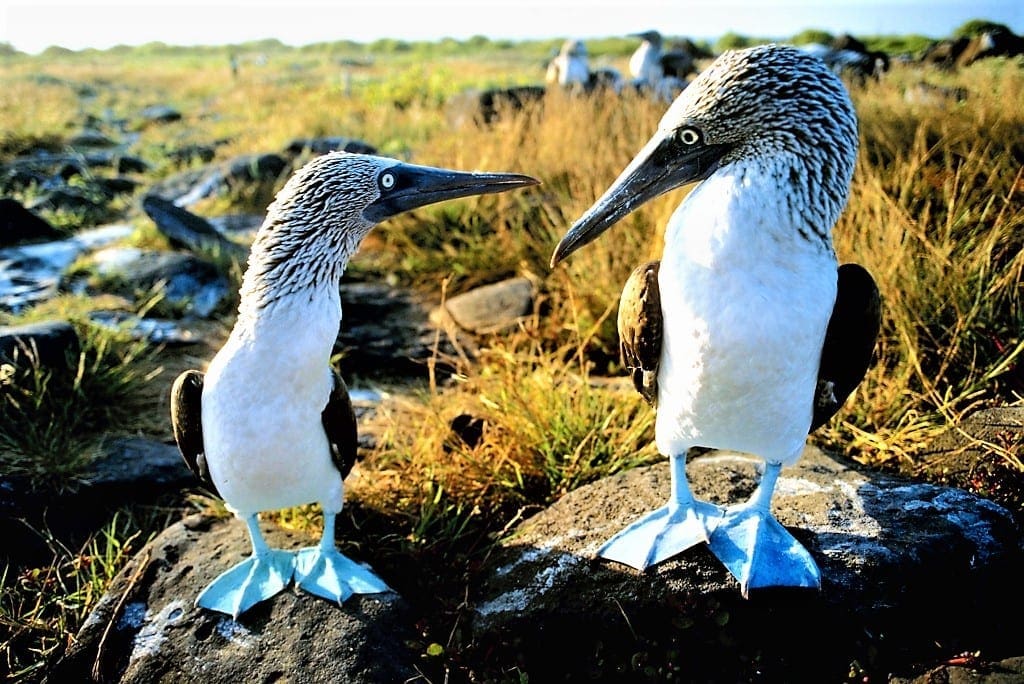 Blue footed boobies in the Galapagos Islands