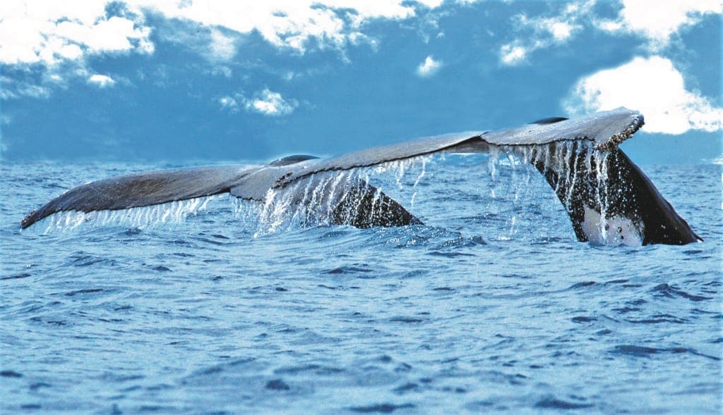 Costa Rica Whale Watching - Ballena National Park - Travel Begins at 40