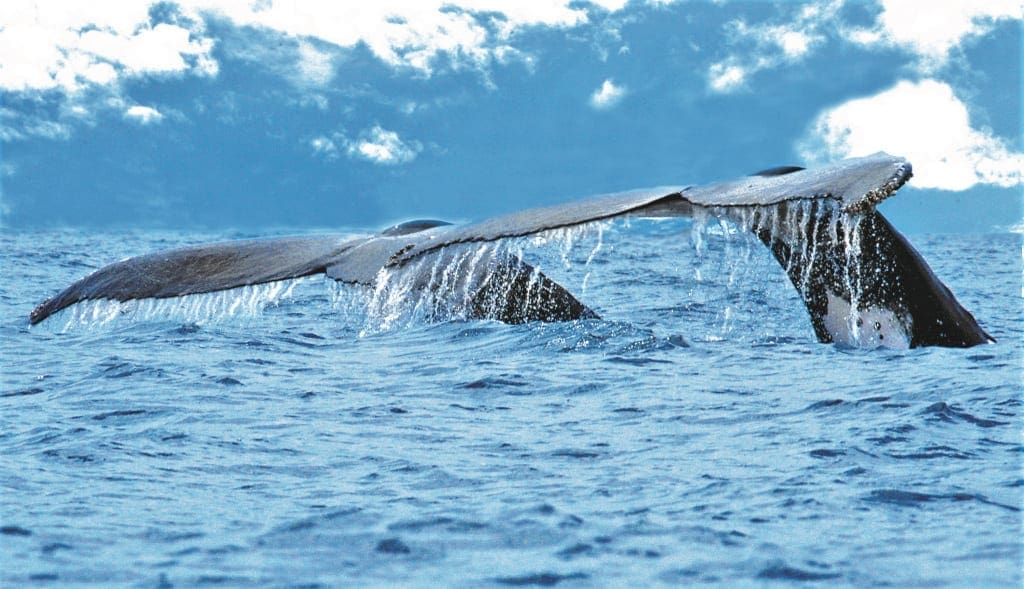 Whale Watching in Costa Rica