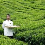 Losing Yourself in the Cameron Highlands 