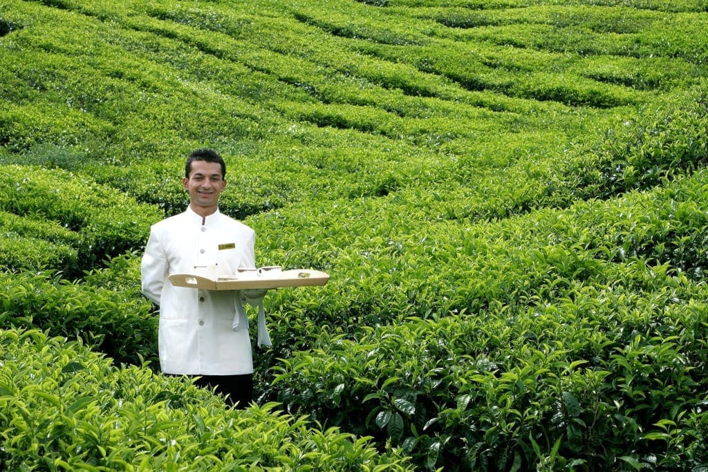 Cameron Highlands