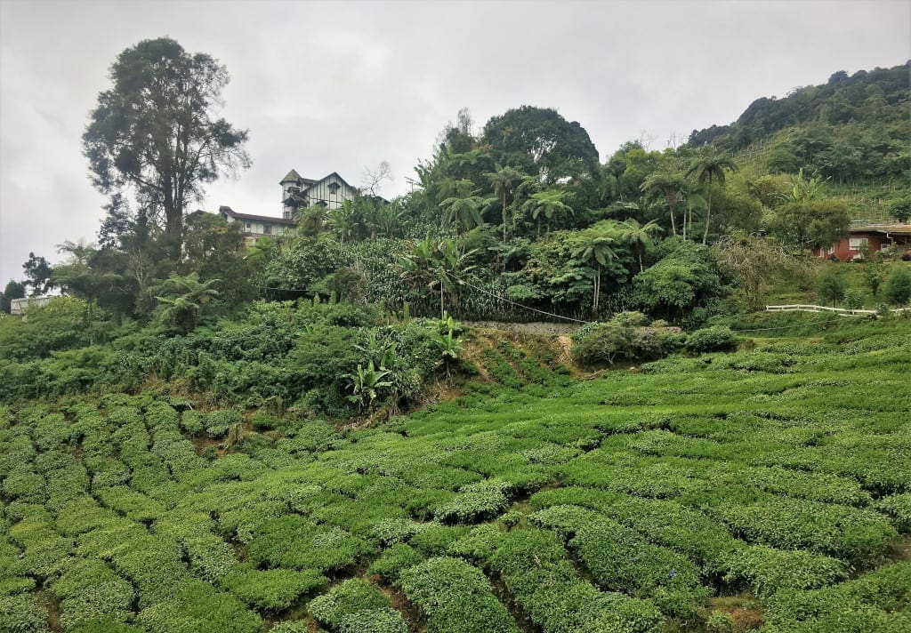 Cameron Highlands