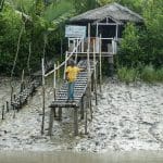 Sundarbans Mangrove Forest, Bangladesh