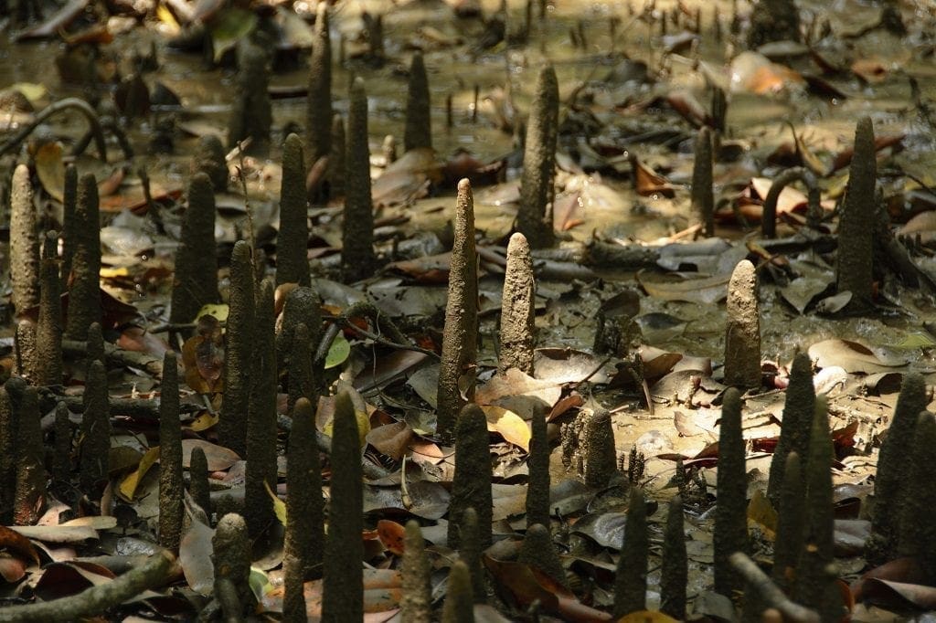 Sundarbans Mangrove Forest, Bangladesh